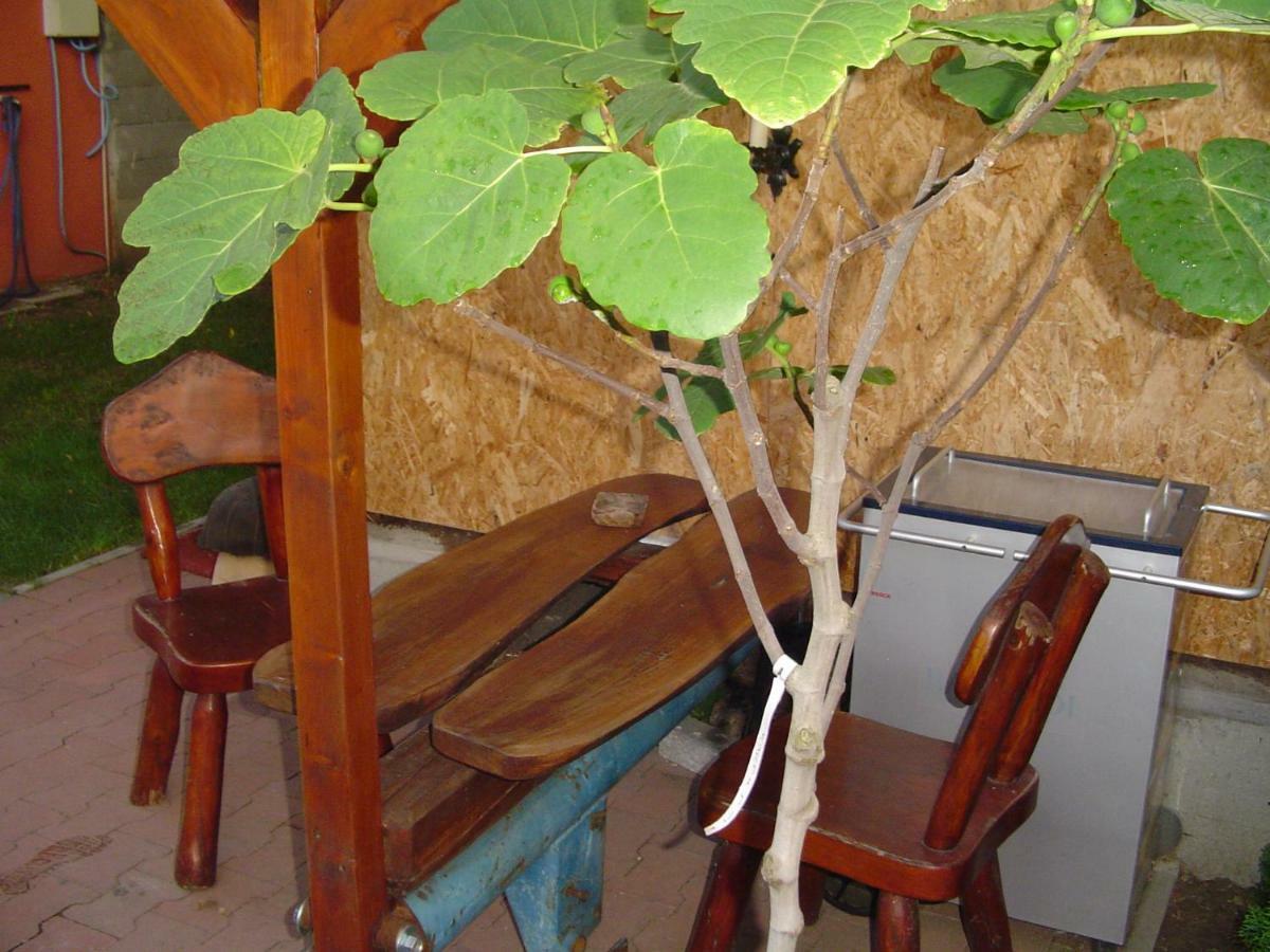 Karavan Štúrovo Exteriör bild
